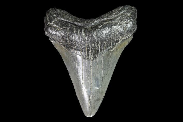 Juvenile Megalodon Tooth - Georgia #99146